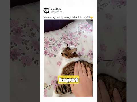 Yatakta uyutulmaya çalışılan kedinin tepkisi ? thumbnail
