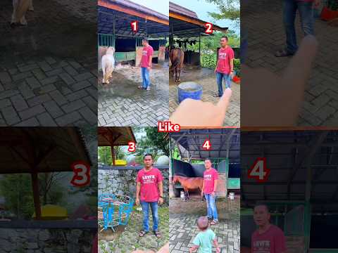 Kumpulan video shorts ayah abidzar mau naik kuda ketakutan thumbnail