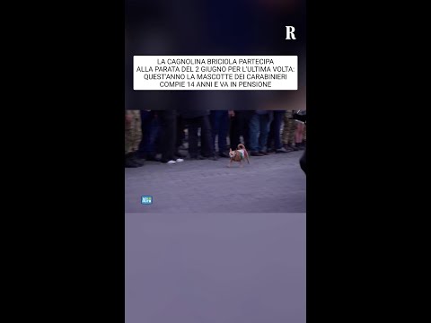 L'ultima sfilata della cagnolina Briciola: la mascotte dei carabinieri va in pensione thumbnail
