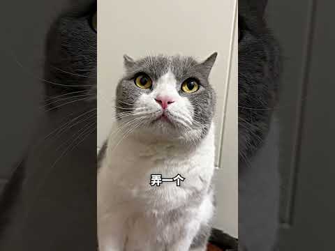 猫背上居然变出迷你鱼缸？！? thumbnail