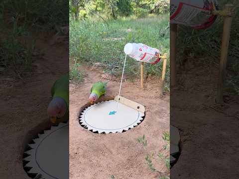 Simple Creativity Parrot Trap #shorts thumbnail