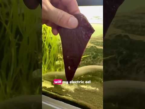 Electric eel VS RAW BEEF LIVER!!! thumbnail