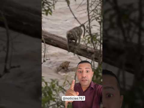 macaco salva onça thumbnail