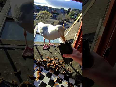 Feeding My Pet Seagull In A Hurricane! thumbnail