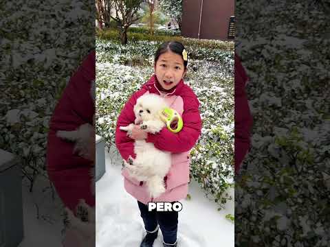 ❄️🐶🐱 Aventura en la nieve: ¡el rescate del gatito perdido! thumbnail