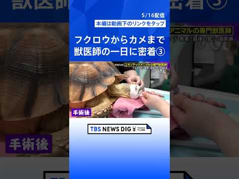 ③【衝撃手術】カメの甲羅を切る…巨大“尿路結石”400gを摘出！「10軒断られた」行き場のない動物たちの“最後の砦” エキゾチックアニマル専門獣医師に密着！｜TBS NEWS DIG　#shorts thumbnail