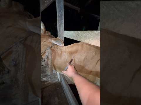 Injeks vitamin pada sapi babon metal #sapi #animals thumbnail