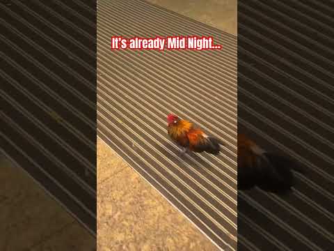 What is the Rooster doing up in the middle of the night at MRT Station? #funnyanimals  #funnyvideo thumbnail