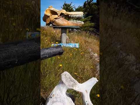 VOCÊ teria ISSO no SEU JARDIM? thumbnail