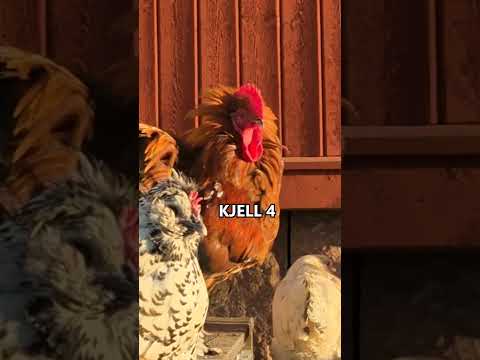 Är det fler som har udda namn på sina djur?😂 thumbnail