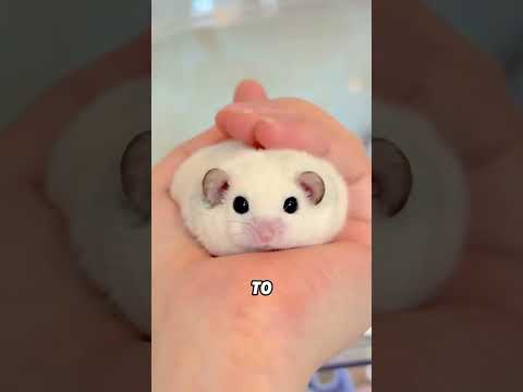A dormouse that sounds like a villain#animals #funnyanimal #funny #cute #dormouse thumbnail