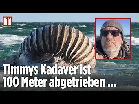 ANHOLT: Toter Wal Timmy treibt 100 Meter ab – Bergung wegen Sturm weiter unklar thumbnail
