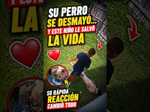 Su perro se desmayó o de repente… y este niño le salvó la vida ❤️ thumbnail
