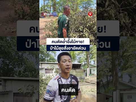 คนตัดอ้ำอึ้งไม้หาย! ป่าไม้ลุยสั่งอายัดด่วน thumbnail