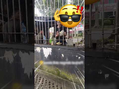 過於絲滑了些 thumbnail