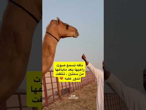 ناقه تسمع صوت راعيها بعد ماباعها من سنتين تتلفت تدور عليه #ابل #سواحل #المجاهيم #الامارات #السعوديه thumbnail