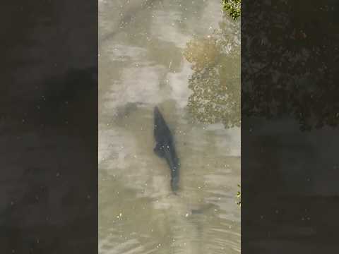 Not a bubble, not a ripple… SO SNEAKY!😳🐊 thumbnail