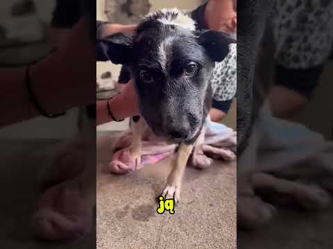 Mercedes podarował jej nowe życie 🐶❤️ thumbnail