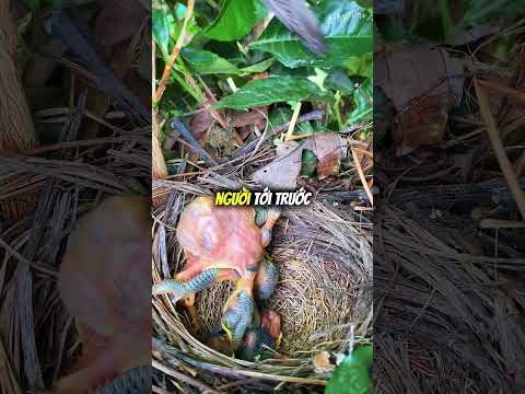 Con chim non quyết định đẩy anh em ra khỏi tổ 🐦 😳 thumbnail