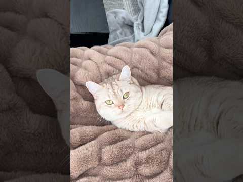 A few Purrks 🐈 #cats #catsofyoutube #funny #catlovers #petlovers #dogs thumbnail