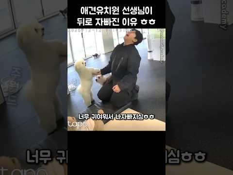 애견 유치원 선생님이 뒤로 넘어간 이유 ㅎㅎ #강아지 #댕댕이 #애견영상 thumbnail