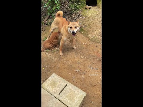 How old is it to drink the milk of the little dog at home? What a ferocious Chinese garden dog pupp thumbnail