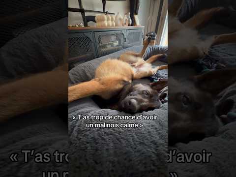Hadès est le roi des Enfers dans la mythologie grecque 😈 #ades #malinois #calme #excitation thumbnail