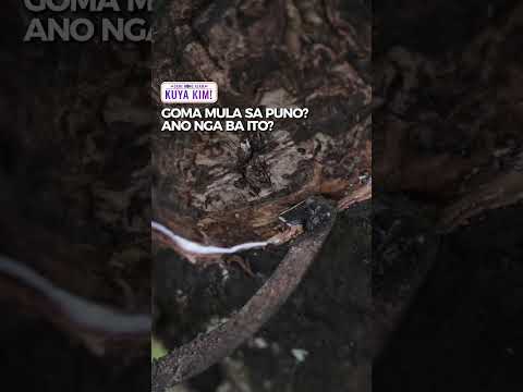 Goma, saan nga ba gawa? | Dami Mong Alam, Kuya Kim! thumbnail