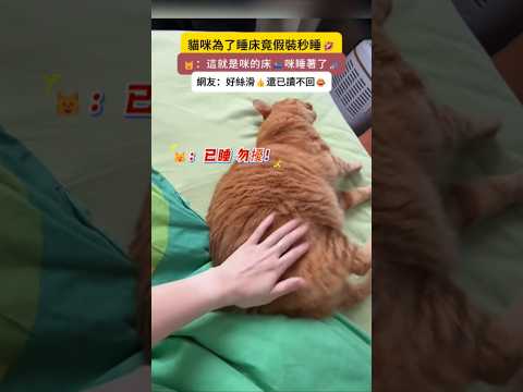 貓咪為了睡床竟假裝秒睡💥❗ 🐱：已睡著💤勿擾😊 網友：動作好絲滑🤣還會已讀不回🤣 #cat #cute #funny #funnyshorts #cutecat thumbnail