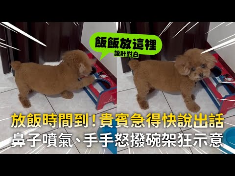 放飯時間到！貴賓急得快說出話　鼻子噴氣、手手怒撥碗架狂示意｜#寵物雲 thumbnail