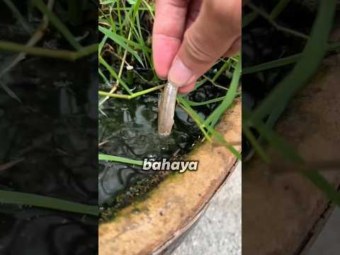 Makhluk Ini Bisa Muncul Ketika Ada Ketukan thumbnail