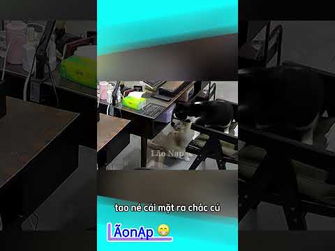 Chọt mình đi mày 🤣 #laonap thumbnail