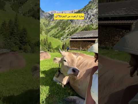 سارة مع البقرة كيوت🐄🤏🤠 #saraaalwari #بقرة #غيث_مروان #نارينبيوتي #ghaith_marwan #ضحك #funny #سارة thumbnail