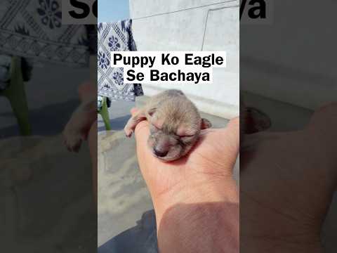 Save New Born Puppy From Eagle ? thumbnail