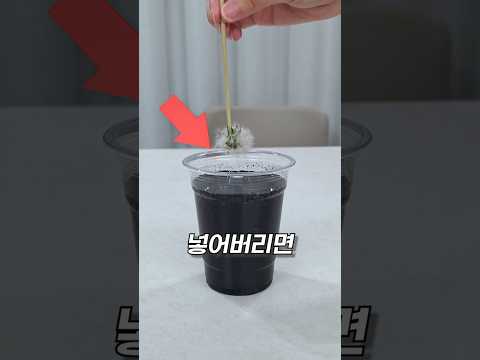 민들레를 먹물에 담가보면 ㄷㄷ thumbnail
