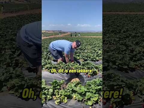 Hij vond de grootste aardbei die hij ooit had gezien 🍓♥️ thumbnail