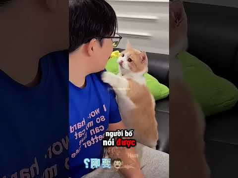Bố Pha Hẳn Bình Sữa Riêng Cho Chú Mèo Tội Nghiệp ☺️ thumbnail