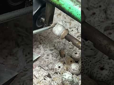 The process of cutting nut beads- Good tools and machinery make work easy thumbnail