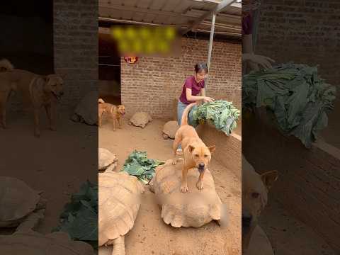 Chị gái cho những vụ rùa trăm tuổi ăn rau xanh thumbnail