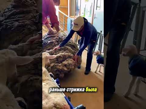 Что скрывает шерсть овцы? thumbnail
