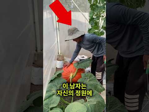 할머니를 위한 특별한 호박을 선물했어요 thumbnail