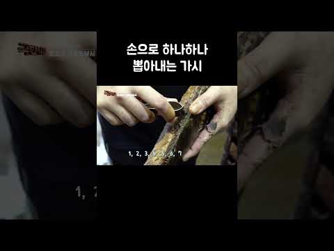 손으로 하나하나 뽑아내는 가시 #shorts thumbnail