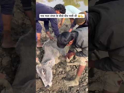 गाय माता जंगल के बीचो बीच फसी थी ?? #sewa #cow #help thumbnail