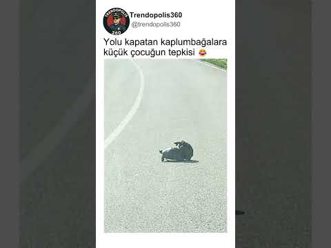 Yolu Kapatan Kaplumbağaların Dövüştüğünü Sanan Minik Adam?? thumbnail