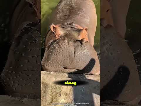 الراجل اكل فرس النهر عنب 😳😂 thumbnail