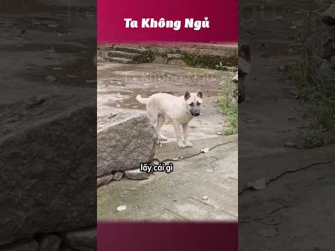 Rồi đổi giọng lấy cái gì vậy 🐕 #takhongngu thumbnail