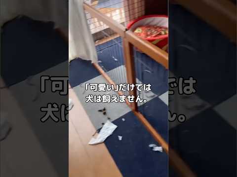 家に帰ってきたら我が家がとんでもない姿に様変わり･･･ #柴犬 #子犬 #shorts thumbnail