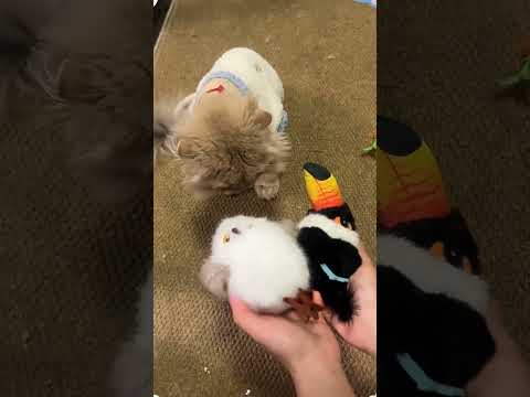 Chirping Bird Motion Cat Teaser Toy ( # 3288  ) 1️⃣ Product Link in bio thumbnail