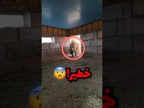دخلت حضيرة وقربت من حيوان تحسبه أليف وهوا في الواقع شرير!! thumbnail
