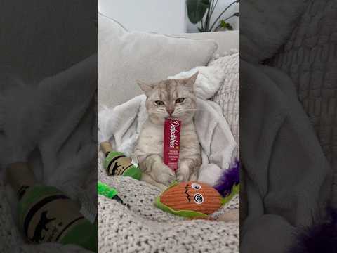the easiest kids 🐈 #cats #catsofyoutube #petlovers #funnycats #fyp thumbnail